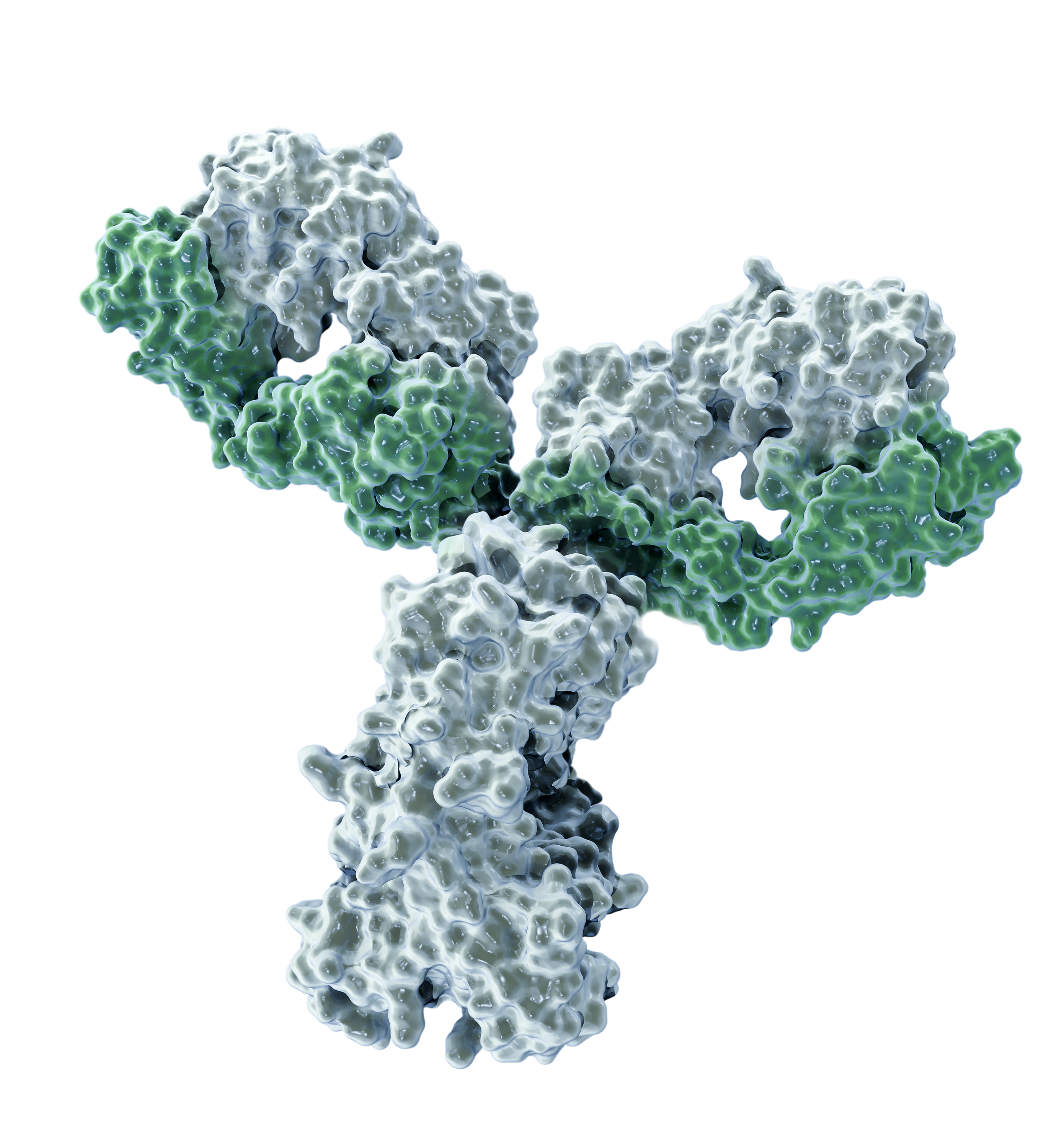 Antibody structure